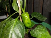 DSCN2500.webp