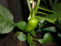 DSCN2501.webp