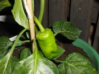 DSCN2502.webp