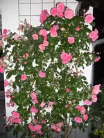 DSCN2503.webp