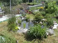 Gartenteich3jahr1.webp