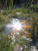 Gartenteich2.webp