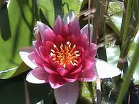 DSC00046.webp