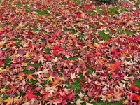 Copy of autumn 12 (4).webp