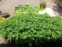 Kartoffeln_im_Eimer.webp