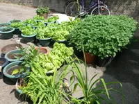 Kartoffeln_im_Eimer1.webp