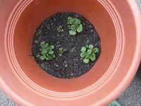 Kartoffeln im eimer1.webp