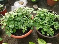 Kartoffeln im Eimer.webp