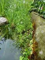 Ufermattensaat (2).webp