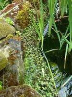 Ufermattensaat (5).webp