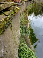 Ufermattensaat (6).webp