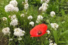 2012_0603Frühling0003.webp
