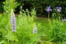 lupine.webp