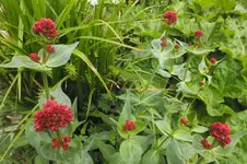 spornbl.webp