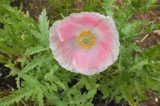 mohn.webp