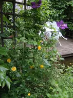 Rose Clematis.webp