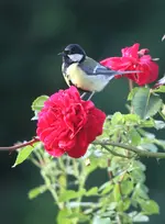 IMG_9484.webp