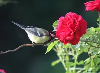 IMG_9499.webp