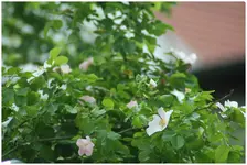 wilde Rose hinterm Haus2.webp