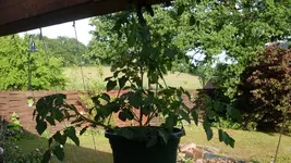 MicrocherryMai2_12.webp