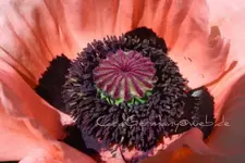 Vita Mohn lachs.webp