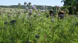 Phacelia1_12.webp