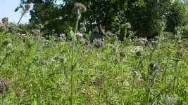 Phacelia2_12.webp