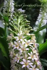 vita eucomis 2011.webp