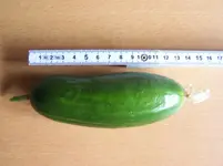 erste Gurkenernte.webp