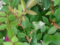 k-pflanze und Opa s Sessel 001.webp
