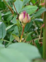k-pflanze und Opa s Sessel 003.webp
