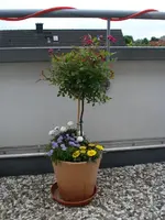 k-pflanze und Opa s Sessel 004.webp