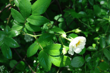 CIMG3836.webp