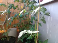 IMG_20120605_184329.webp