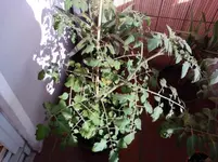 IMG_20120605_184223.webp