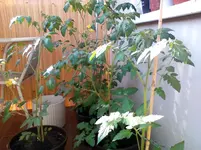 IMG_20120605_184243.webp