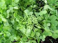 PIC_0002.webp