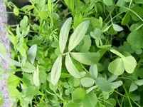 PIC_0003.webp