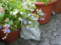 k-PICT0124.webp