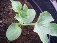 PIC_0003.webp