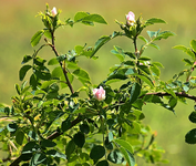 Wildrose am Zaun_smaller.webp