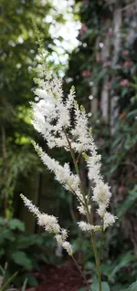 weisse Astilbe.webp