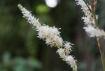 weisse Astilbe Detail.jpg