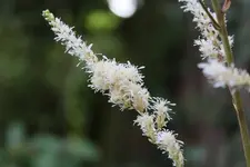 weisse Astilbe Detail.webp