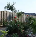 Rosenbeet 120605.webp