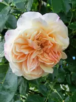 CIMG0281.webp
