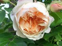 CIMG0282.webp