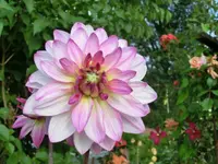 CIMG0283.webp