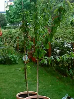 DSC00248.webp