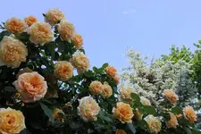 IMG_5845.webp